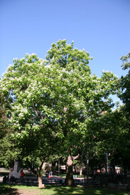 Catalpa Tree in Bloom