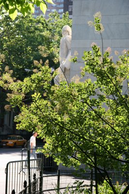 Smoke Tree at the Arch