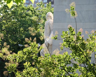 Smoke Tree at the Arch