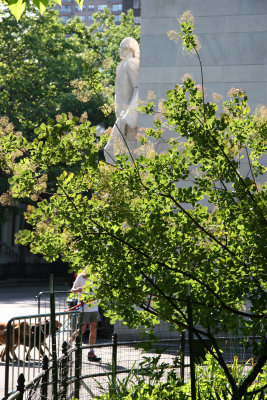 Smoke Tree at the Arch