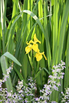 Louisiana Iris & Salvia