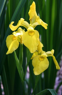 Louisiana Iris