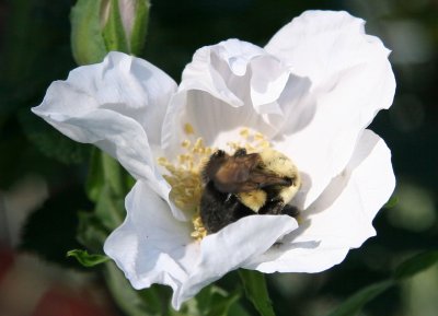 Bee in a White Rugosa Rose Blossom