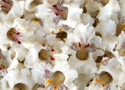 Catalpa Tree Blossoms