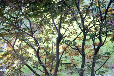 Prunus Tree Foliage