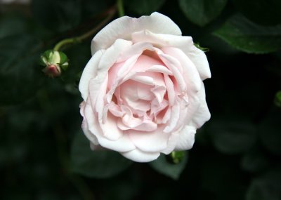 Blushing White Rose