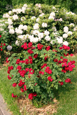 Red Roses & White Rhododendron