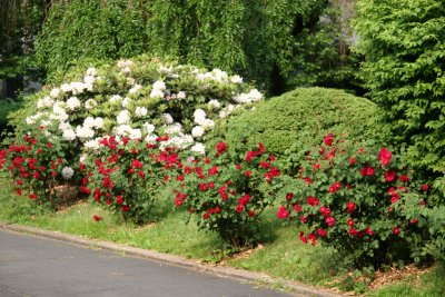 Garden View - Lost Red Roses & White Rhododendron Bushes