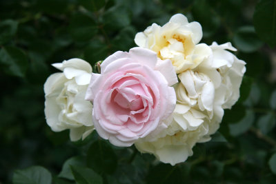 Rose Corsage