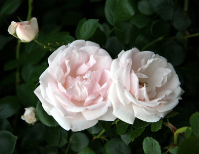 Blushing White Roses