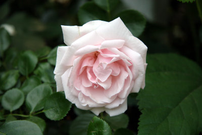 Blushing White Rose