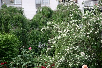 Garden View - Mock Orange Bush & Roses