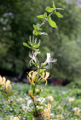 Honeysuckle or Lonicera