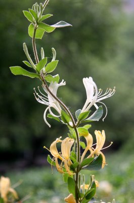 Honeysuckle or Lonicera