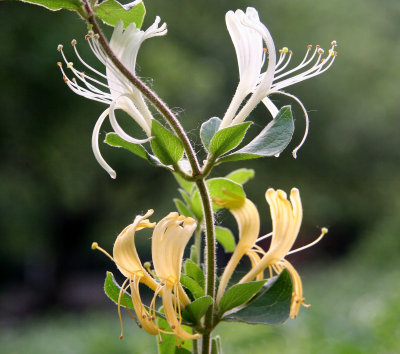 Honeysuckle or Lonicera