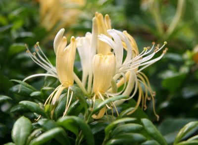 Honeysuckle or Lonicera