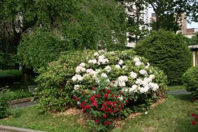Roses & Rhododendron