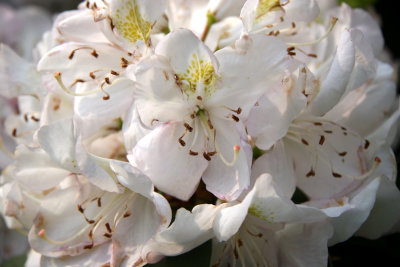 Rhododendron