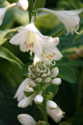 Hosta