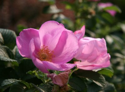 Rugosa Rosa