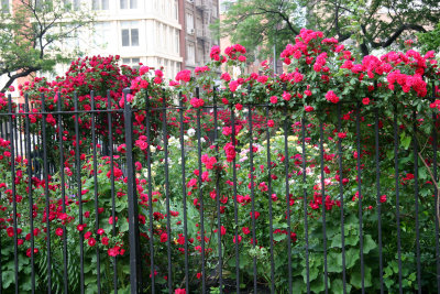 Red Roses