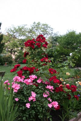 Rose Garden