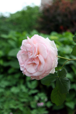 Pink Rose