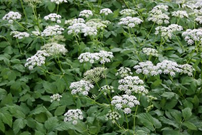 Queen Ann's Lace