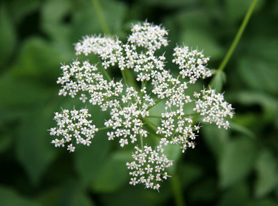 Queen Ann's Lace