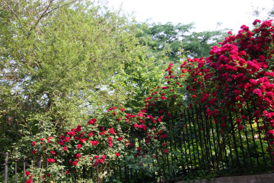 Red Roses