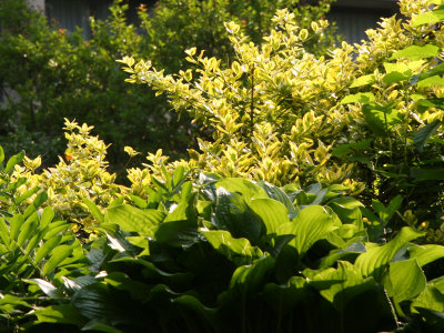 Green and Yellow Foliage