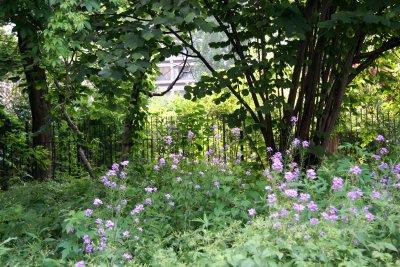 Garden View - Lunaria or Money Plant Blossoms