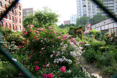 Garden View Through a Chain Link Fence