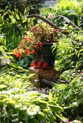 Garden View - Hosta, Red Fuchsia, etc.