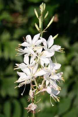 Gaura