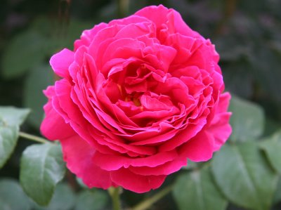 Empereur du Maroc Rose