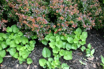 Violet & Pyracantha Foliage