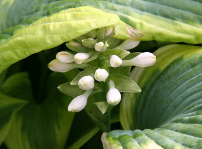 Hosta