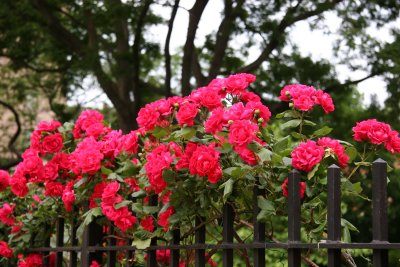 Red Roses