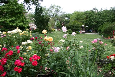 Garden View - Roses