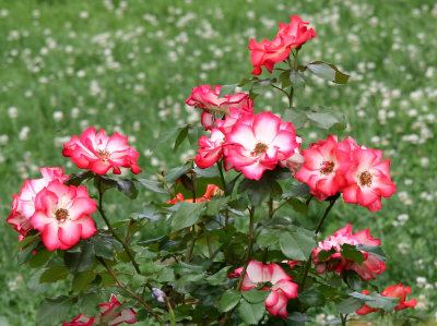 Roses & Clover Blossoms