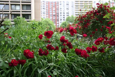 Garden View - Roses