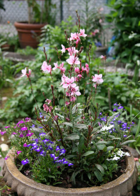 Gaura & Lobelia