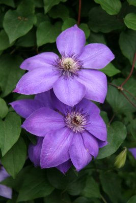 Clematis