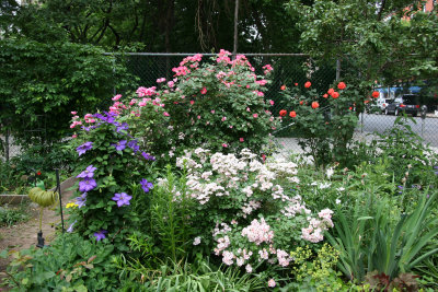 Garden View - Roses