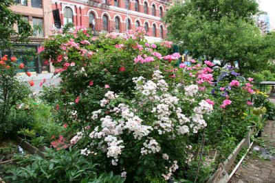 Garden View - Roses