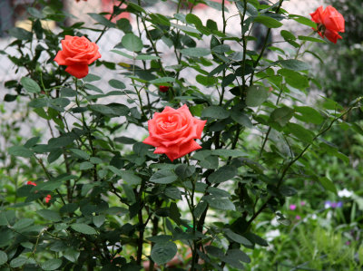 Tropicana Roses