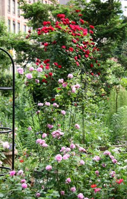 Garden View - Don Juan Rose Arbor