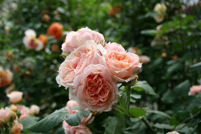 Paul Bocuse Rose Bouquet