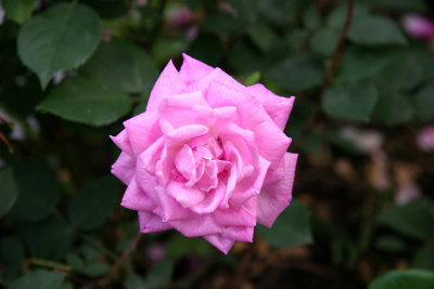 Pink Rose